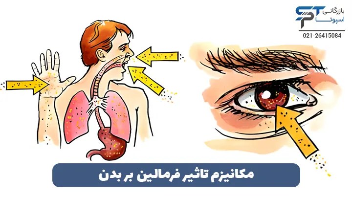 مکانیزم تاثیر فرمالین بر بدن - بازرگانی اسپوتا