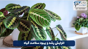 هیدروژن پراکسید در کشاورزی 2 افزایش رشد و بهبود سلامت گیاه - بازرگانی اسپوتا