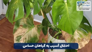 هیدروژن پراکسید در کشاورزی 7 احتمال آسیب به گیاهان حساس - بازرگانی اسپوتا